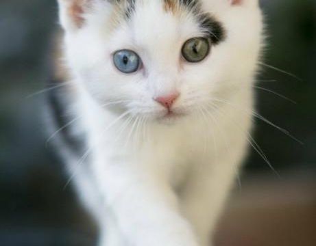 Mignons petits chatons. (2)
