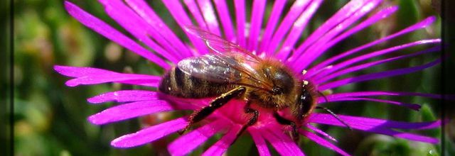 Y a pas que l'abeille qui perdit la tête !