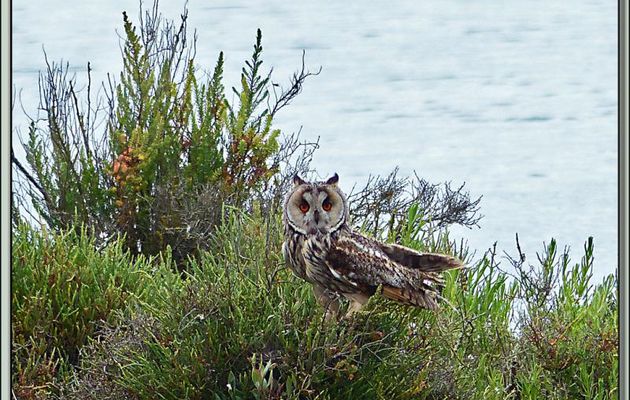 Hibou Moyen-duc (Asio otus): un adulte et son unique petit - Ars-en-Ré - Île de Ré - 17