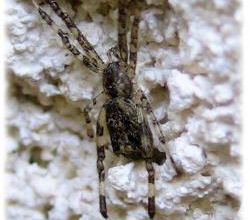 Episinus maculipes