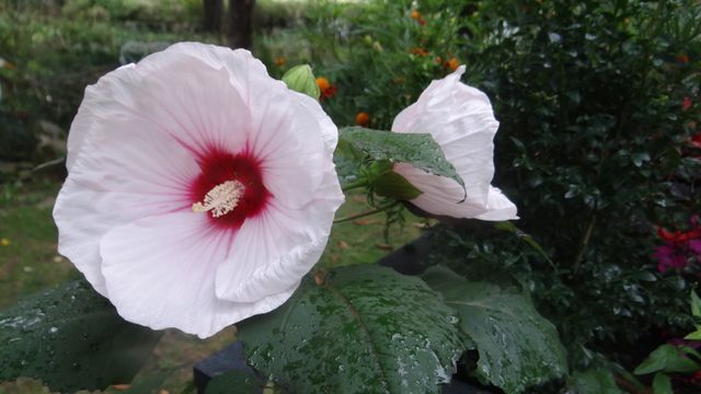 Comme Après un Festival, on Démonte le décor en Automne