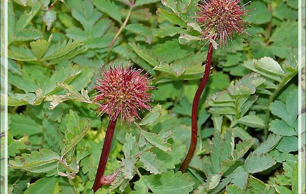 Lampourde Magellan (Acaena magellanica) - Whistle Cove - Fortuna Bay - Géorgie du Sud