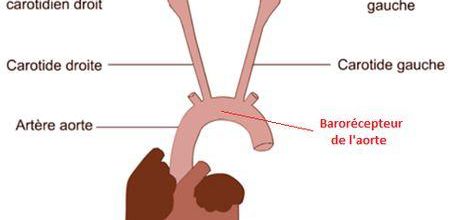 Pourra-t-on traiter le diabète de type 2 par la bioélectronique ?