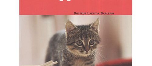 Un chat heureux en appartement :