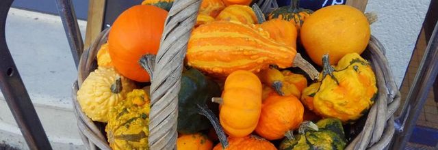 potirons   courges 