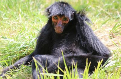 LA VALLÉE DES SINGES (2/3)