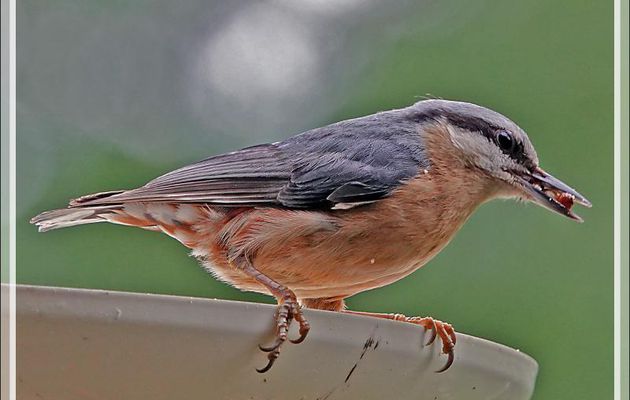 Sittelle torchepot plumage nuptial, Eurasian Nuthatch (Sitta europaea) - Lartigau - Milhas - 31