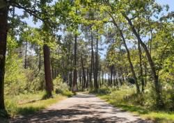 Marche Douce Jeudi 5 décembre Forêt de Migelane