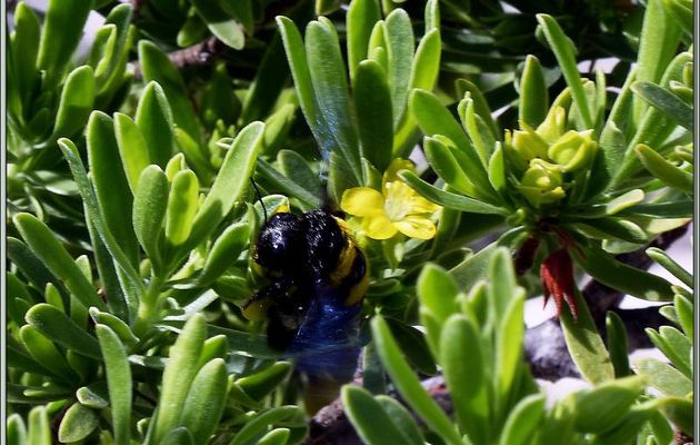 Abeille charpentière Apide Xylocopine (Xylocopa caffra) - Bird Island - Seychelles