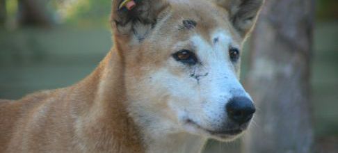 Un chien sauvage d'australie, soit un dingo.