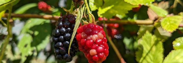 des mûres et gouttes et +++ 