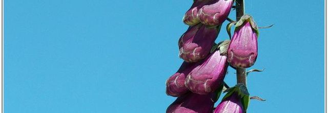 Digitale Pourpre (4) - Digitalis purpurea