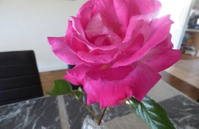 doux repas a lacalobra florence qui hélas nous a quittée hier matin que son repos soit doux comme elle elle savait l etre , notre peine est bien sur immense 