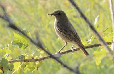 Portraits d'oiseaux (32): Le rouge-queue noir (Phoenicurus ochruros)