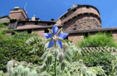 fleurs de bourrache 