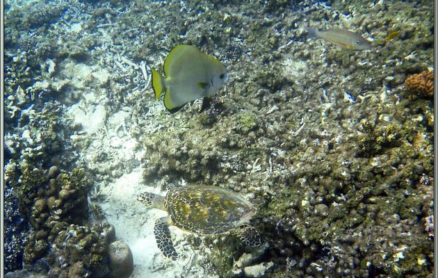Tortue imbriquée ou à écailles ou caret (Eretmochelys imbricata) accompagnée d'un Platax orbiculaire - Anse Takamaka - Mahé - Seychelles