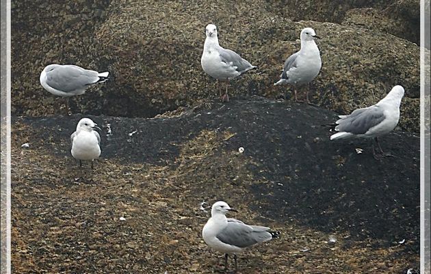 Mouette de Hartlaub, Hartlaub's Gull (Chroicocephalus hartlaubii) - Camps Bay - Cape Town - Afrique du Sud