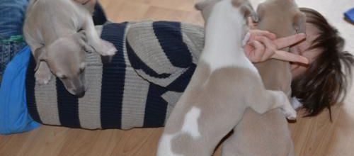 Jeu de chiots, que d'activités!