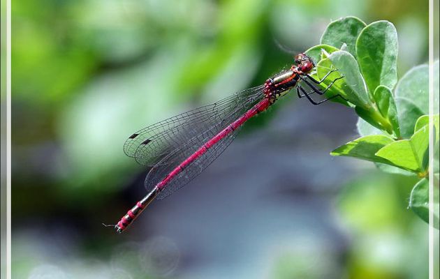 Petite nymphe au corps de feu mâle ( Pyrrhosoma nymphula) - Lartigau - Milhas - 31