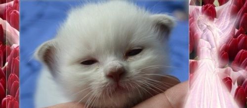 Mes bébés bonheurs