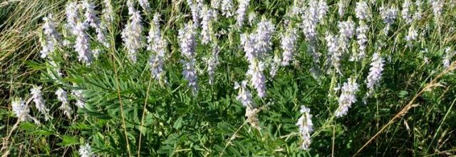 Galega officinalis - galéga officinal