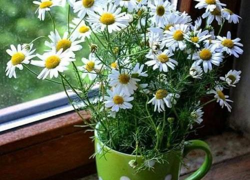 LES MARGUERITES