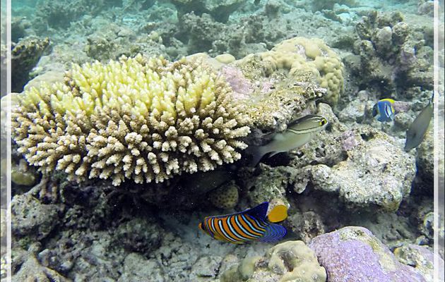  Snorkeling : Poisson-ange royal, Holacanthe duc, Royal angelfish, Regal angelfish (Pygoplites diacanthus) - Moofushi - Atoll d'Ari - Maldives
