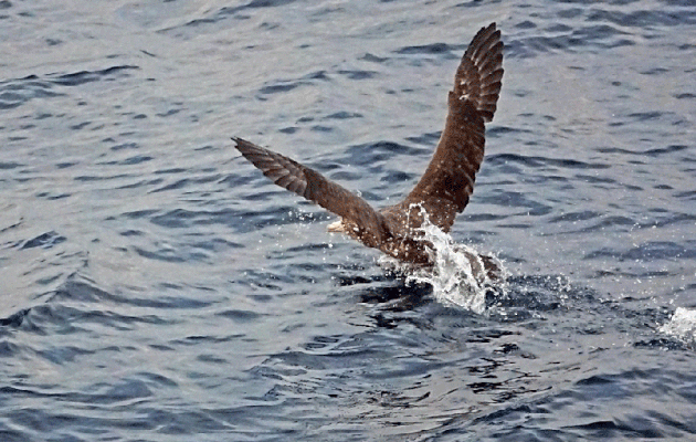 Animation GIF : amerrissage du Grand pétrel - Nightingale Island - Tristan da Cunha
