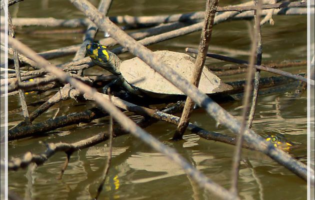 Tortue de l'Amazone à taches jaunes ou Podocnémide de Cayenne (Podocnemis unifilis) - Inkaterra Hacienda Concepcion - Puerto Maldonado - Pérou