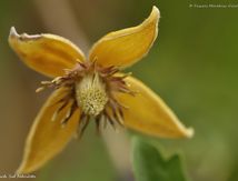 Clématite tangutica -  Clematis tangutica