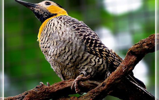 Pic champêtre, Campo Flicker (Colaptes campestris) - Parque das Aves - Foz do Iguaçu - Brésil