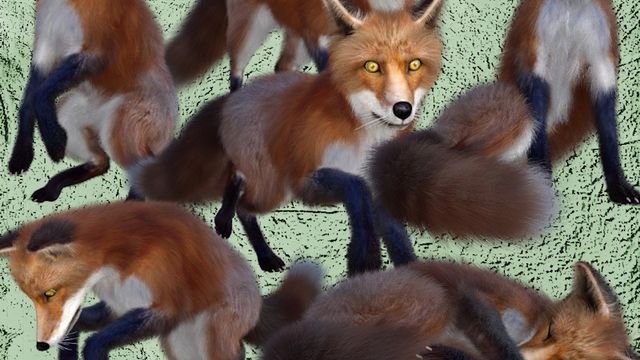 Image de renard roux (tube-render)