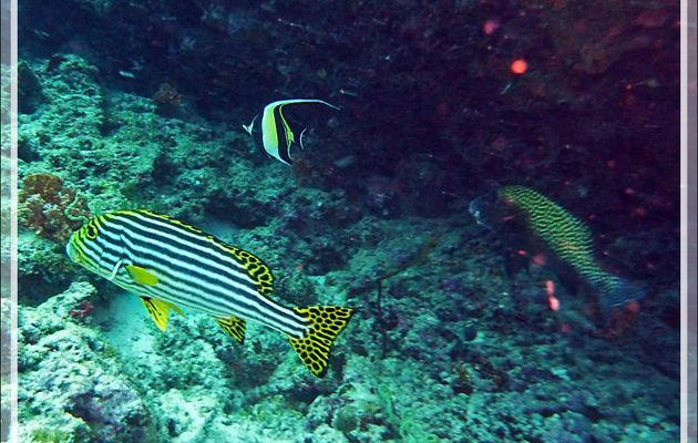 Diagramme ou Gaterin oriental, Indian ocean oriental sweetlips (Plectorhinchus vittatus) - Moofushi - Atoll d'Ari - Maldives