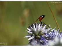 Prionyx Lividocintus ♀ - Guêpe fouisseuse