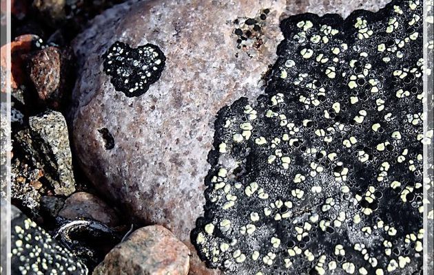 Lichen noir - Craig Harbour - Ellesmere Island - Nunavut - Canada