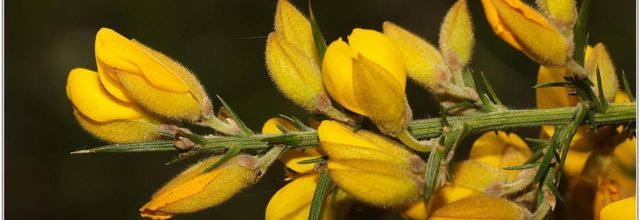 Ajonc d'Europe (1) - Ulex europaeus