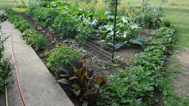 Le Potager et ses légumes