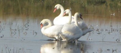 ...lac de de cygnes...!