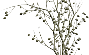 Ѽ Vegetation 
