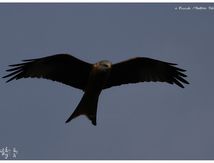 Milan noir - Milvus migrans - Black Kite