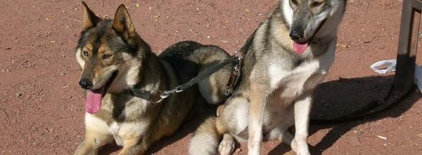 Le husky en ville