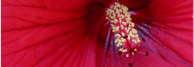 ENCORE ...Hibiscus géant rouge 