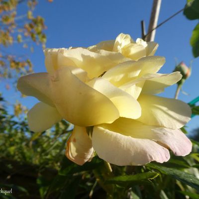 Une balade matinale et fleurie dans mon village, le 3 novembre....