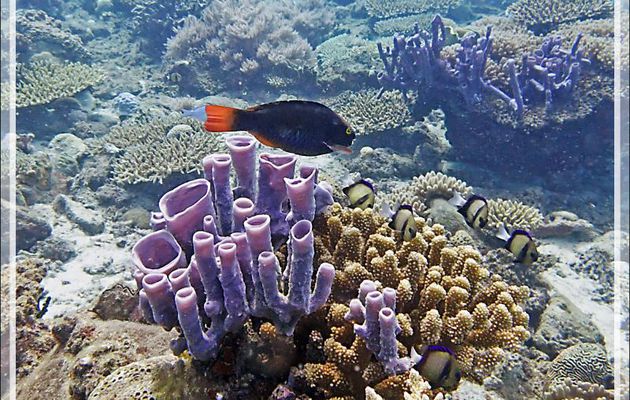 Une première pour moi: Poisson-perroquet tricolore, Tricolour parrotfish (Scarus tricolor) derrière une éponge tubulaire rose (Amphimedon aculeata ?) - Beangovo - Tsarabanjina - Mitsio - Madagascar