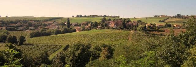 Les vignes de St Julien..
