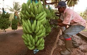 Le scandale sanitaire du chlordécone à la Martinique