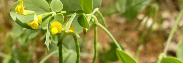 Coronilla scorpioides  -  coronille scorpioide 