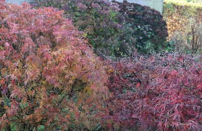 Fantaisie colorée au jardin