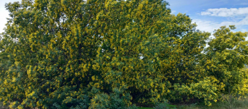 mimosa