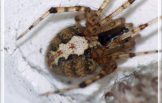 Araignée Theridion sp. femelle et la naissance de sa couvée ... avec un mâle Sardinidion (ex Theridion) blackwalli à l'affût - La Couarde-sur-Mer - Île de Ré - 17